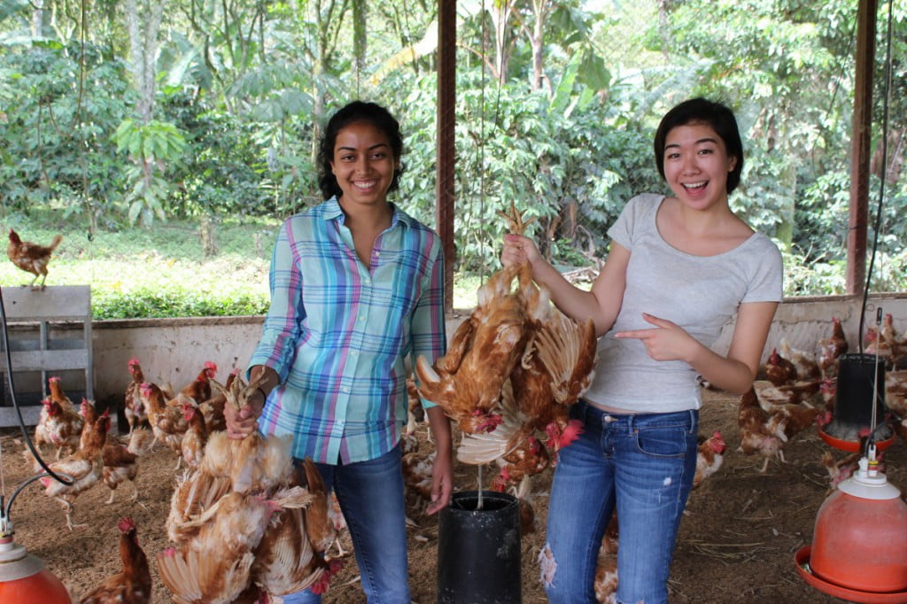 Reyna and Cynthia are noe pros at catching chicken 