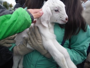 Baby Goat!!!!!
